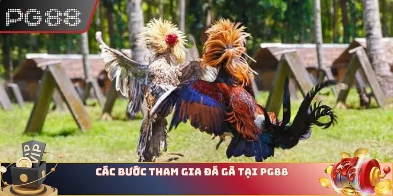 Các bước tham gia đá gà tại nhà cái PG88